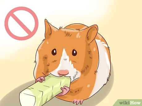 If your hamster is pooping on you, it may be sick.