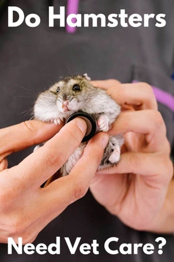 If your hamster is sick, it is important to take it to the vet.