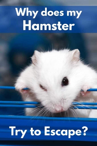 If your hamster is trying to escape, it may be because it doesn't have enough space.