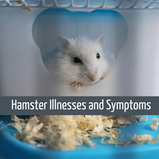 If your hamster isn't as active as usual, it could be a sign of illness.