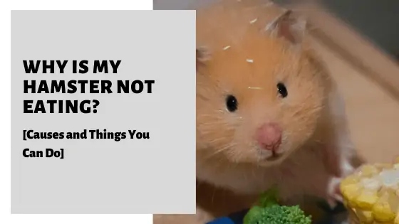 If your hamster isn't eating, there could be a number of reasons why.