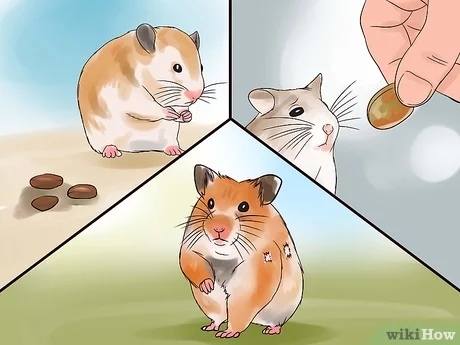 If your hamster isn't moving, it may be sick.