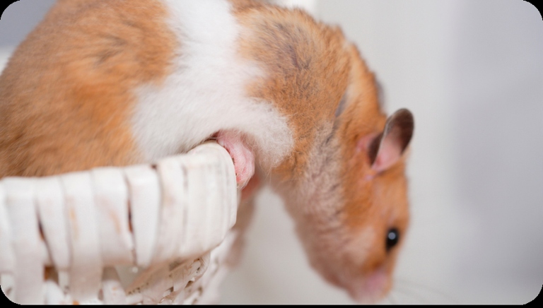 If your hamsters are fighting, it may be because they are not getting enough exercise.