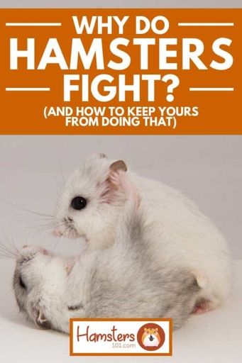 If your hamsters are fighting, try to figure out what the cause is and separate them if necessary.