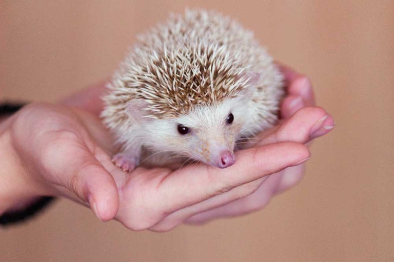 If your hedgehog is acting irritable, try gently petting them with a soft brush.