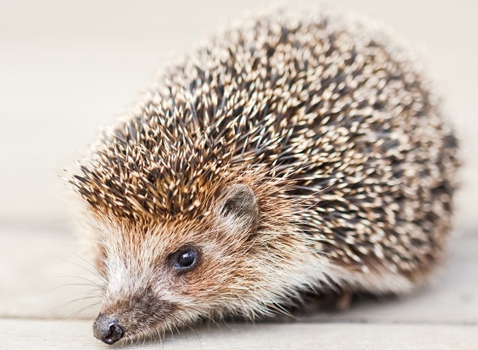 If your hedgehog is gaining weight, it may be pregnant.