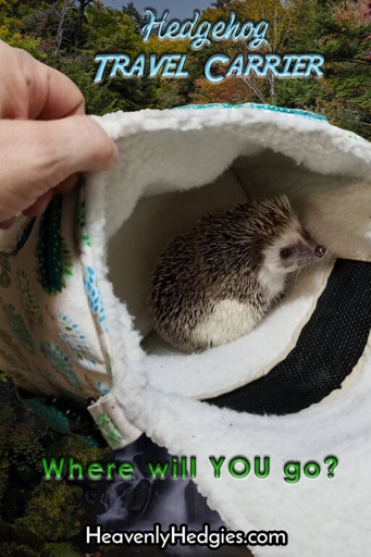 If your hedgehog is hanging out more in its cage, it may be ready to go back full time.