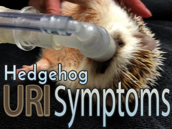 If your hedgehog is in pain, you can give them pain medication.