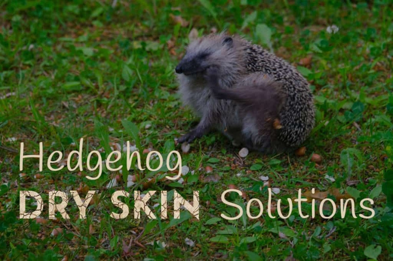 If your hedgehog is lethargic and has dry, crusty skin, it is likely dehydrated.