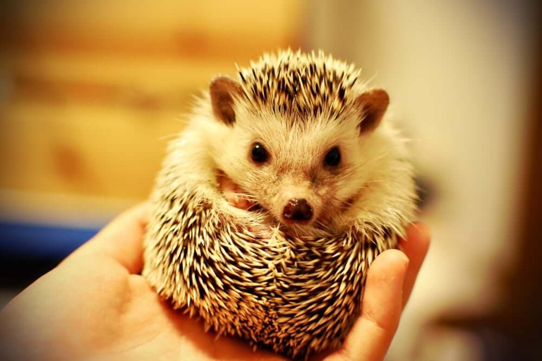If your hedgehog isn't moving, it could mean that something is wrong.