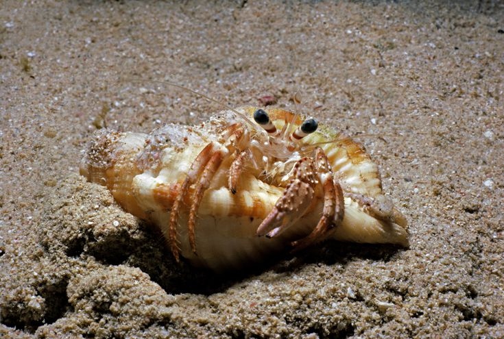 If your hermit crab is losing legs, it could be due to stress.