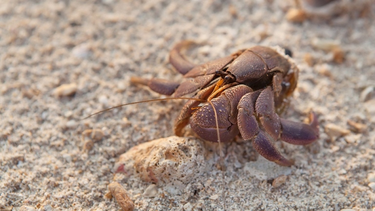 If your hermit crab is not moving and its shell is soft, it is most likely molting.