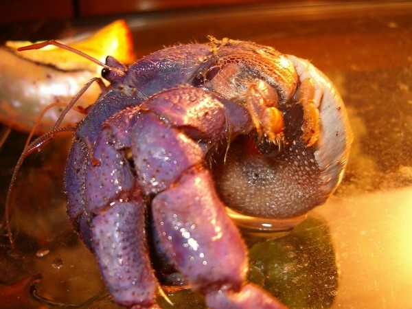 If your hermit crab isn't moving in its shell, it could be hiding.