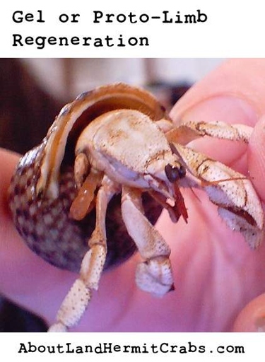 If your hermit crab loses a leg, it is important to take care of the wound.
