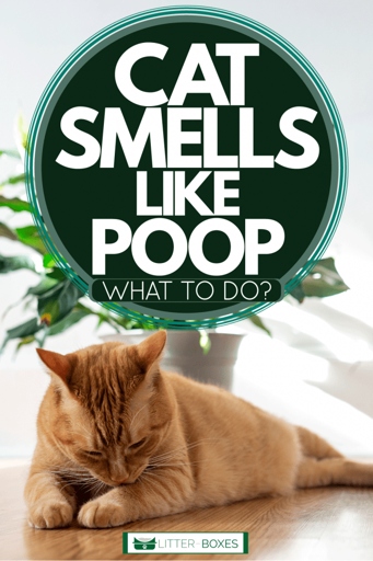 If your kitten smells like poop, there are a few possible reasons why.
