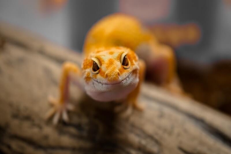 If your leopard gecko is pale, check the temperature of its habitat.