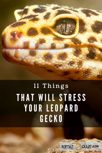If your leopard gecko turns pale, it could be a sign of stress and you should take steps to reduce its stressors.