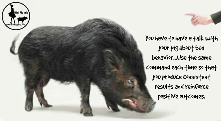 If your mini pig is foaming at the mouth, it could be due to aggression.
