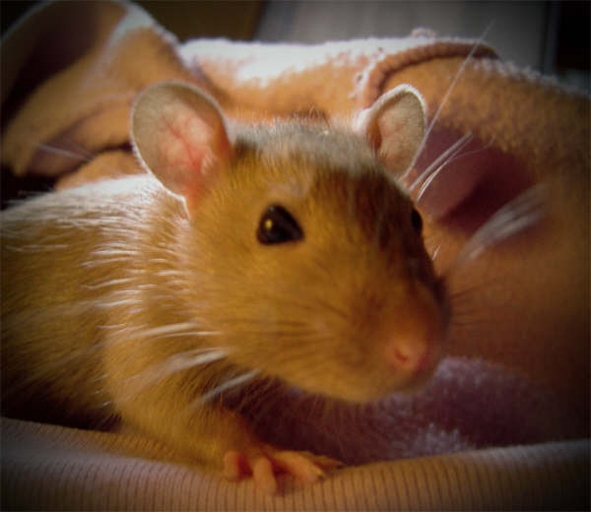 If your pet rat is hiding, try coaxing them out with treats.