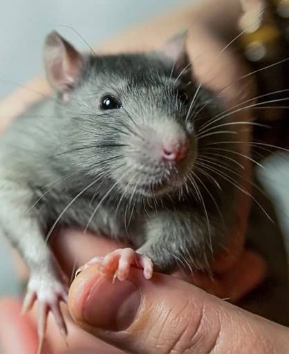 If your pet rat squeaks when you pet him, it may be a sign that he is scared or stressed.