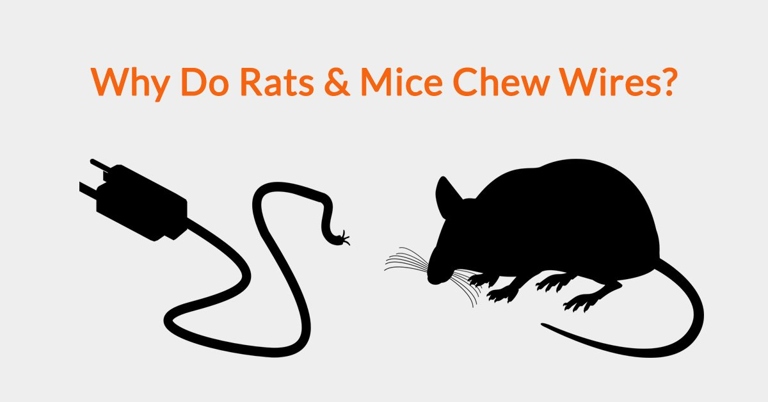 If your pet rats are chewing wires, make sure they are getting enough to eat.