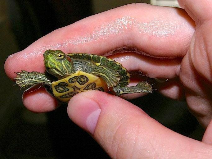 If your pet turtle has outgrown its tank, you can donate it to a local reptile rescue or sanctuary.