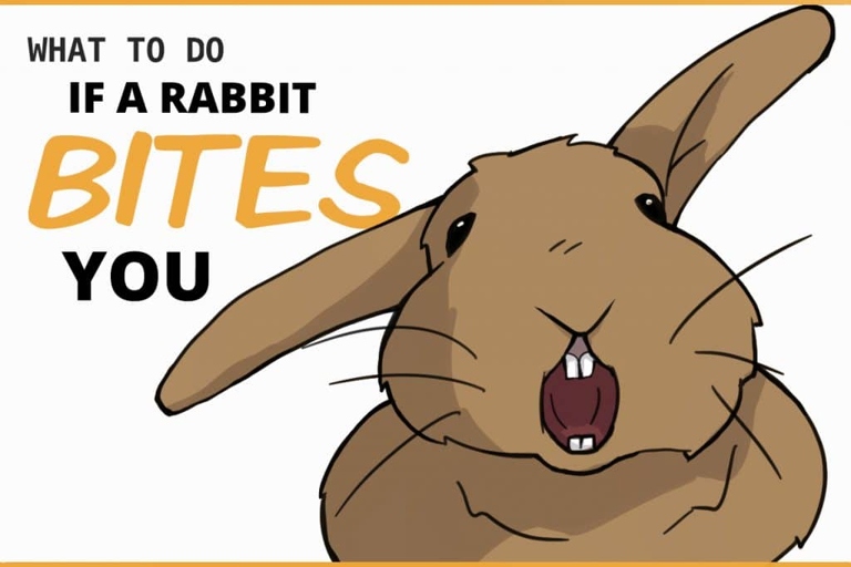 If your rabbit bites you, try to remain calm and distract the rabbit with a toy.