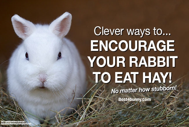 If your rabbit is not eating hay, there are a few things you can do to encourage them to start.