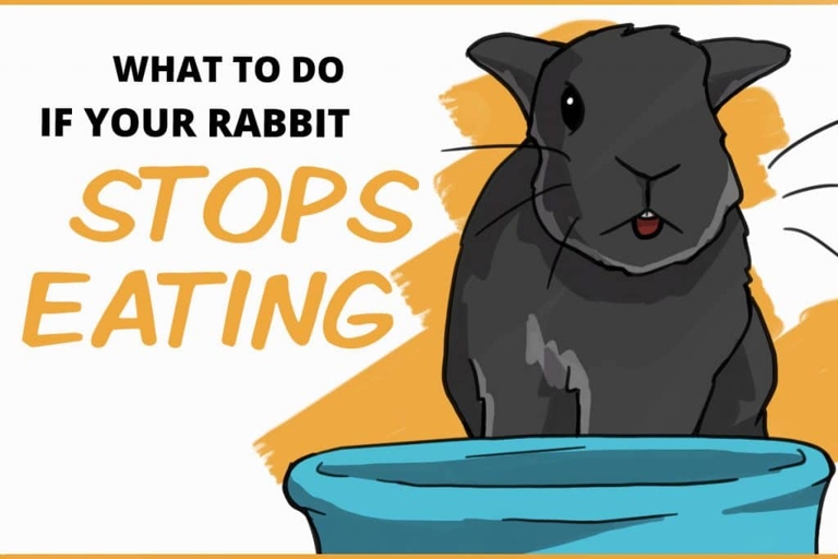 If your rabbit is not eating, there are a few things you can do to help.
