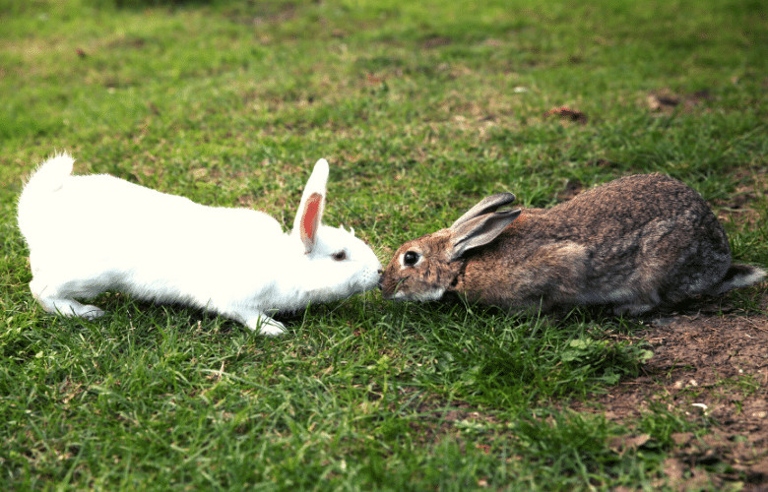 If your rabbits are chasing each other, it's probably fighting.