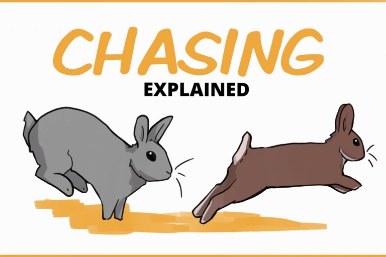 If your rabbits are chasing each other, they are probably bonding.
