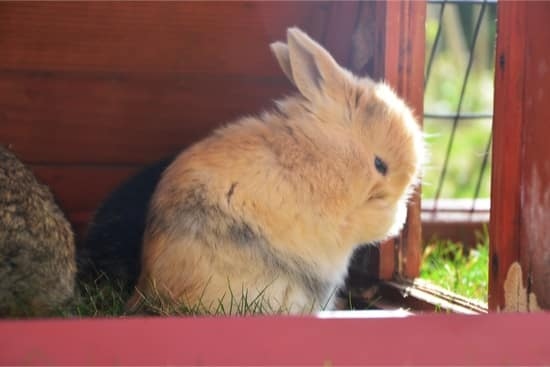 If your rabbit's fur is stained by urine, there are a few things you can do to clean it.
