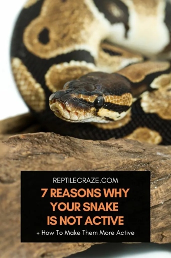 If your snake is not shedding properly, it could be because of one of these five reasons.