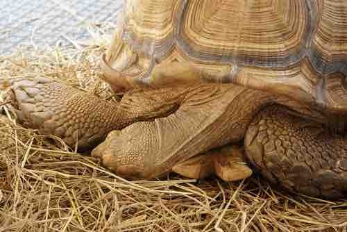 If your tortoise isn't moving, it might be hibernating.