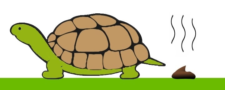 If your tortoise isn't pooping, you can check its stool to see if it's dehydrated.
