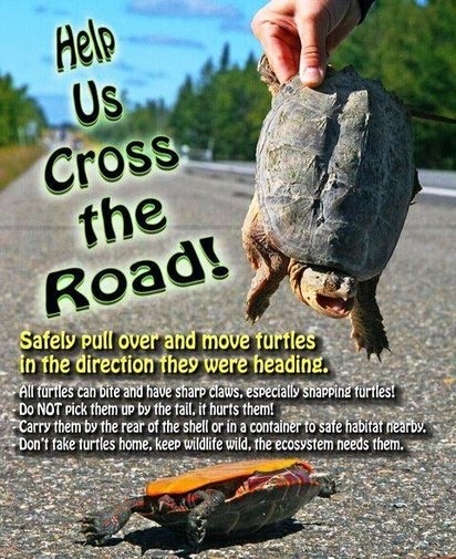 If your turtle is not moving, don't hesitate to contact a veterinarian.