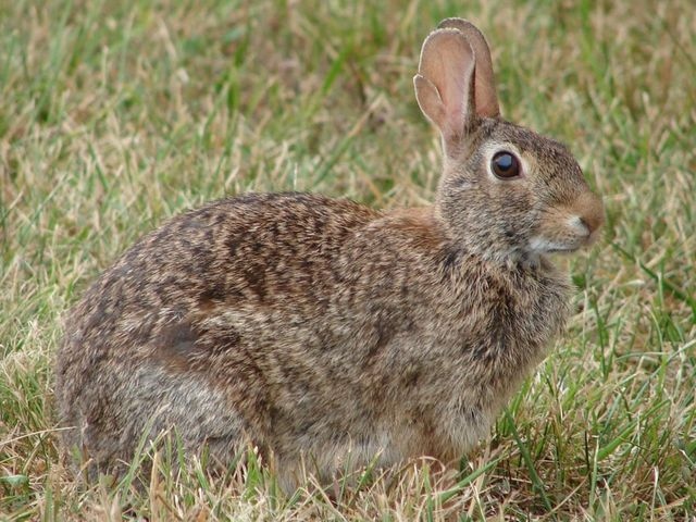 If you're considering adding a furry friend to your home, you may be wondering if you should get a wild or domestic rabbit.