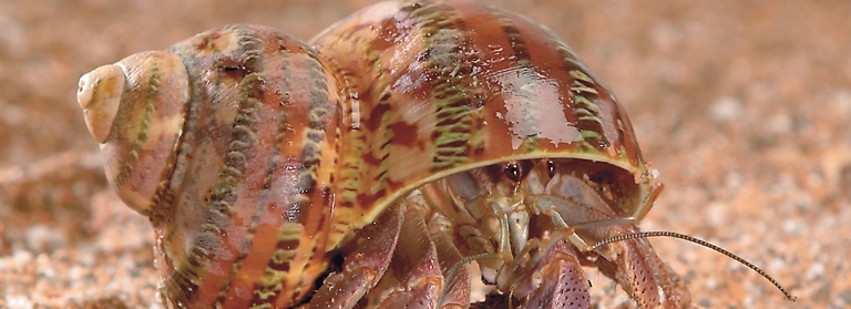 If you're looking for a low-maintenance pet, a hermit crab or snail might be a good option.