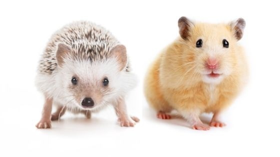 If you're looking for a small, low-maintenance pet, you may be wondering if a hamster or hedgehog is the right choice for you.