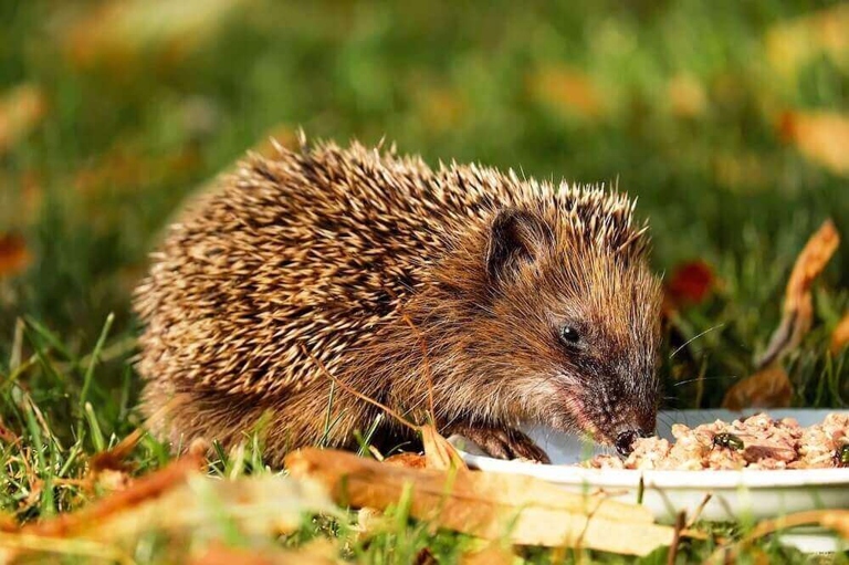 If you're trying to feed hedgehogs, be aware that rats may be attracted to the food as well.