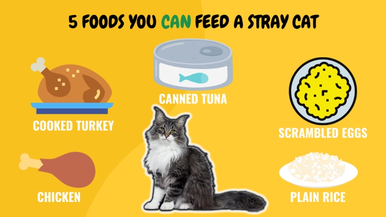 If you're wondering what to feed a stray cat, you can give them scrambled eggs or plain rice.