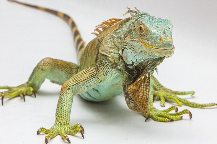Iguanas are fun pets that can be relatively low-maintenance, but their enclosures can be costly.