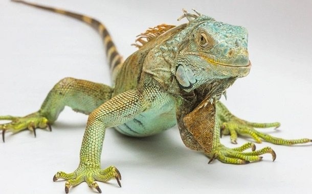Iguanas can cost anywhere from $20 to $200.