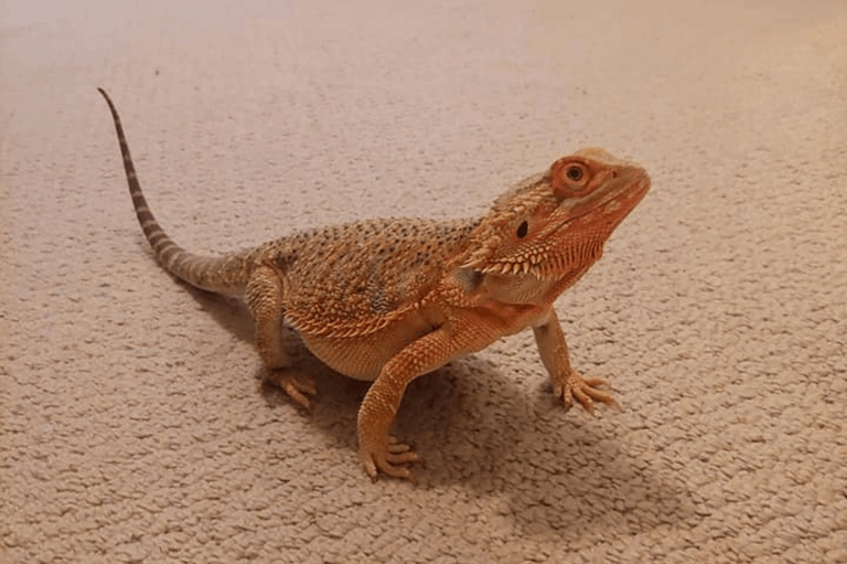 Impaction is a serious medical condition that can be fatal to bearded dragons.