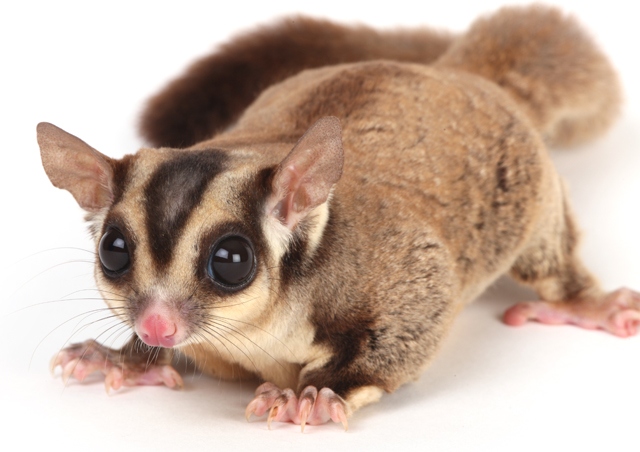 In captivity, sugar gliders should be fed twice a day, with a small amount of food at each feeding.