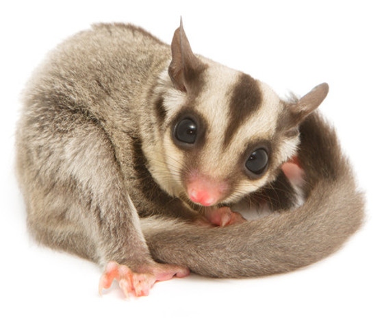 In Minnesota, it is legal to own a sugar glider as a pocket pet.