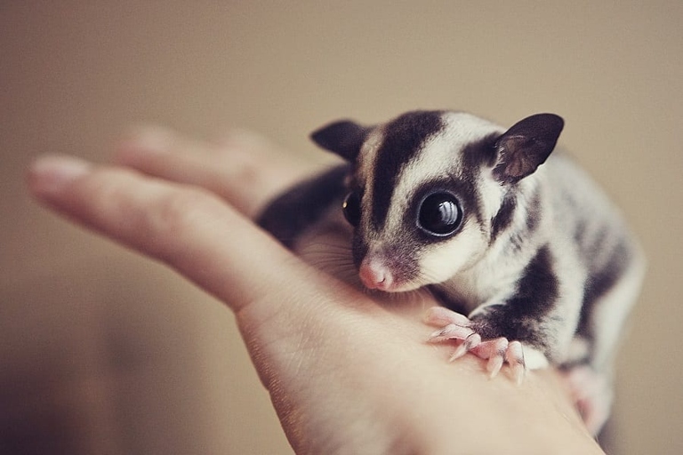 In Nebraska, it is legal to own a sugar glider with a permit.
