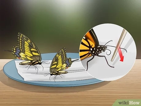 In order to survive, butterflies need access to food.
