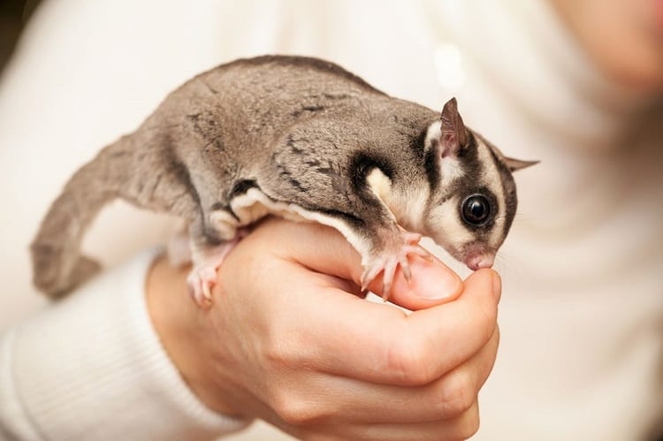 In Texas, it is legal to own a sugar glider with a permit.
