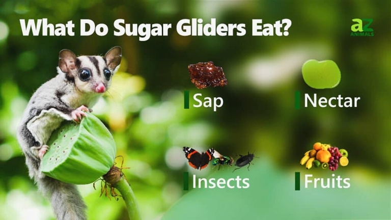 In the wild, sugar gliders eat a diet of insects, small vertebrates, and nectar.